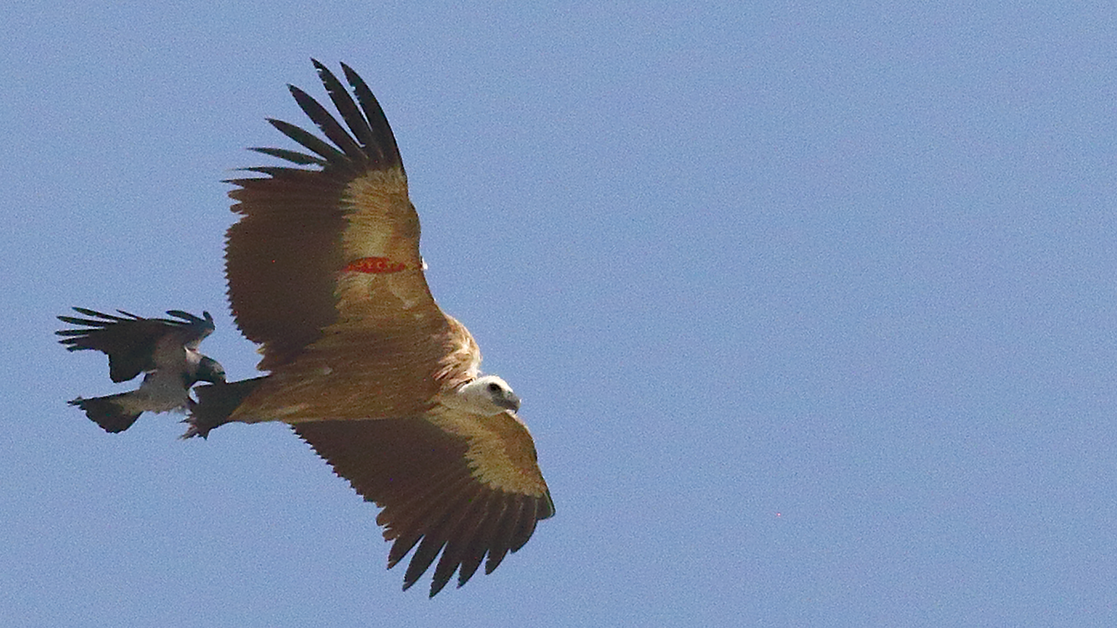 Eurasian Griffon
